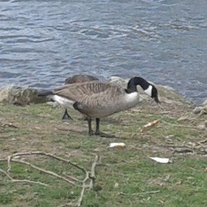 POST CARDS BOX OF 5O  6x9